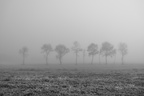 Trees in the mist