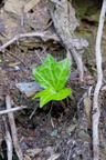 Hedera seedling