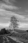 Murder of crows in a birch tree