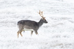 Fallow deer in winter