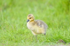 Gosling (Greylag goose)