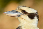 Laughing Kookaburra profile