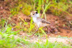 Masked lapwing (Vanellus miles) chick