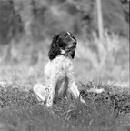 Small Münsterländer in field