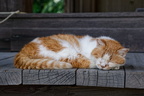 Cat sleeping on temple stairs