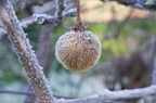 Kiwi fruit in winter