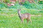 Roe deer (Capreolus capreolus) feeding on dandelions