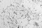 Red-legged partridge (Alectoris rufa) tracks in the mud