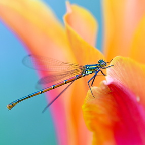 Insects