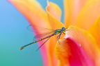 Large red damselfly (Pyrrhosoma nymphula) on tulip
