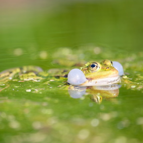 Amphibians