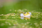 Marsh frog (Pelophylax ridibundus) in spring