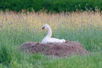 Mute swan (Cygnus olor) on nest