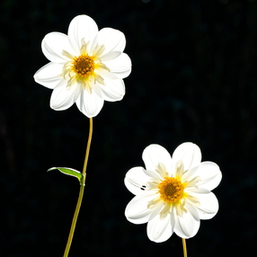 Flora